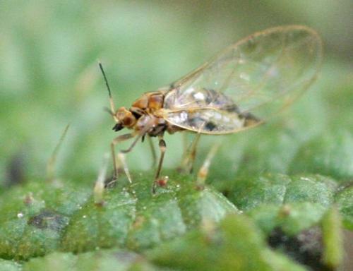 Réf. 24 562 : Trioza urticae