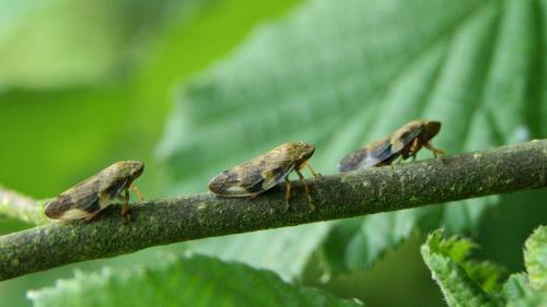 Aphrophora alni