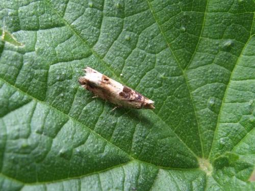 Réf. 24 284 : Crocidosema plebejana