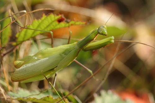 Mantis religiosa