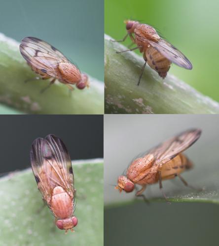 Minettia inusta