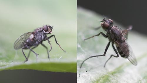 Réf. 24 722 : Lispe tentaculata