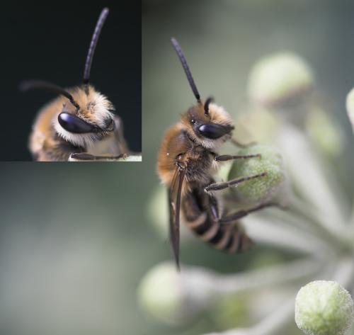 Colletes hederae