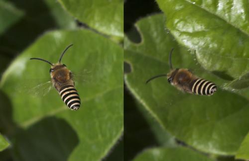 Colletes hederae