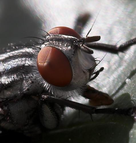 Agria sp.