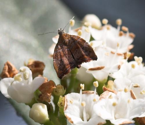Réf. 24 862 : Choreutis nemorana