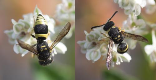 Ancistrocerus sp.