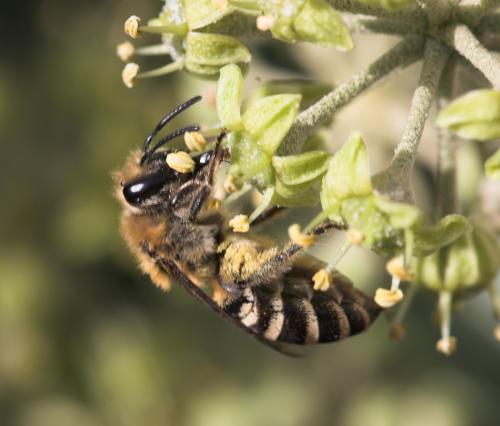 Colletes hederae
