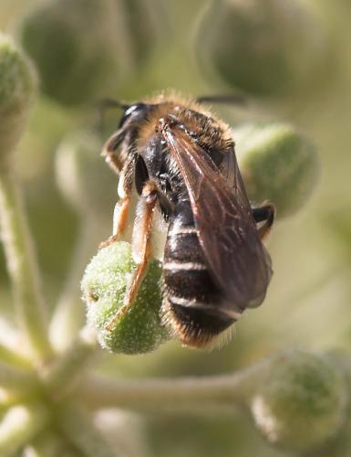 Réf. 24 878 : Andrena sp.