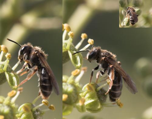 Andrena sp.