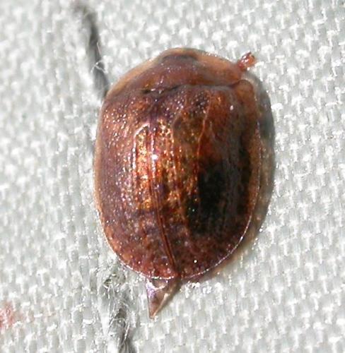 Réf. 24 174 : Cassidinae inconnu