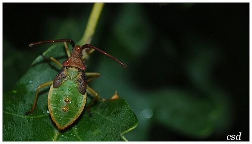 Réf. 24 368 : Gonocerus sp.