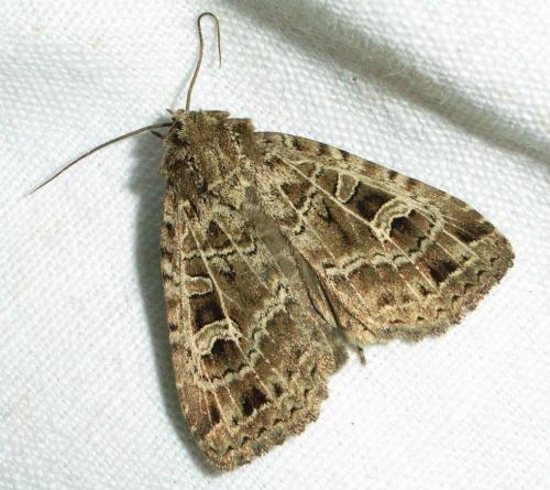 Naenia typica