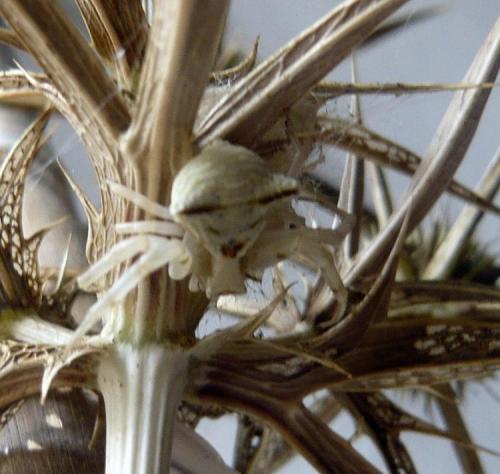 Thomisus sp.