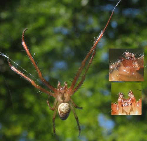 Metellina segmentata