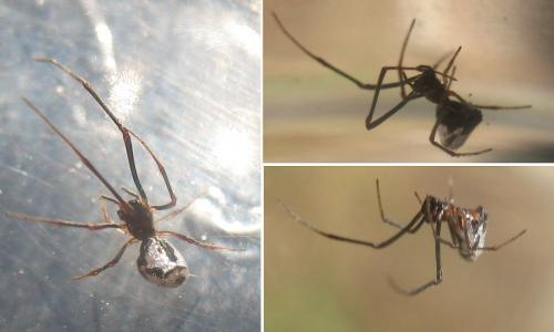 Réf. 24 283 : Argyrodes argyrodes