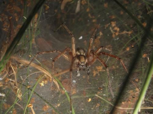 Agelena labyrinthica