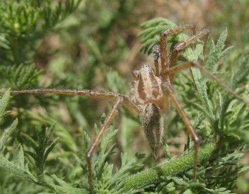 Agelena labyrinthica