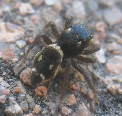 Heliophanus sp.