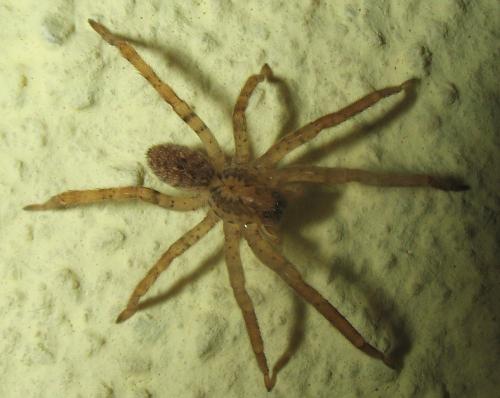 Zoropsis sp.