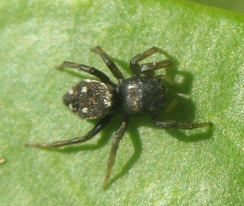 Heliophanus sp.