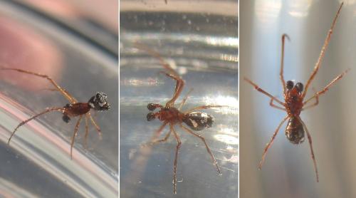 Réf. 24 282 : Argyrodes argyrodes