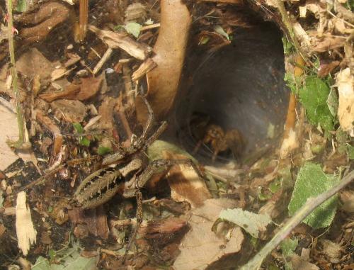 Agelena labyrinthica