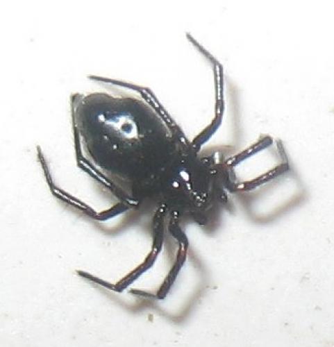 Réf. 24 891 : Euryopis episinoides