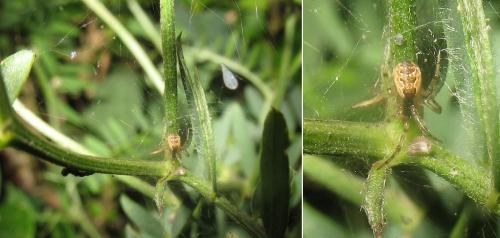 Anelosimus sp.