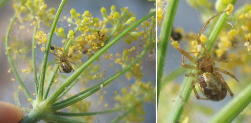 Anelosimus sp.