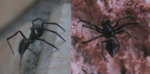 Réf. 24 890 : Euryopis episinoides