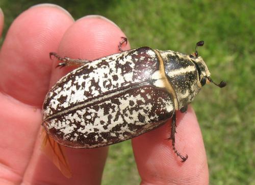 Polyphylla fullo