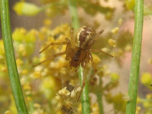 Réf. 24 435 : Anelosimus sp.