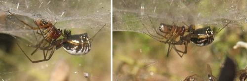Réf. 24 586 : Frontinellina frutetorum