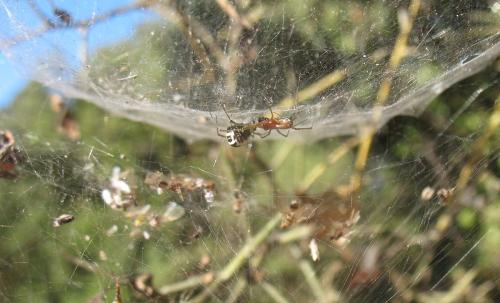 Frontinellina frutetorum
