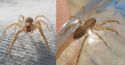 Zoropsis sp.