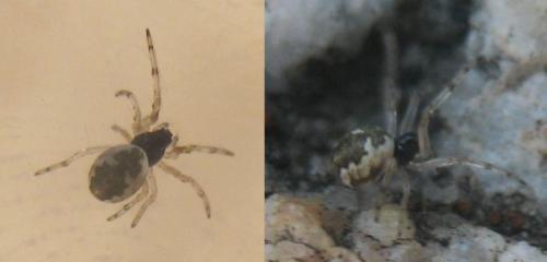 Cyclosa sp.