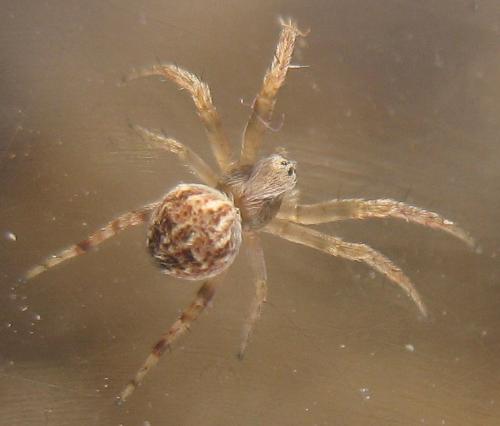 Agalenatea redii