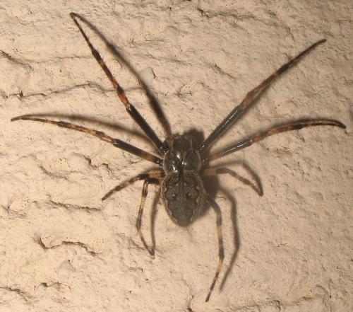 Nuctenea umbratica