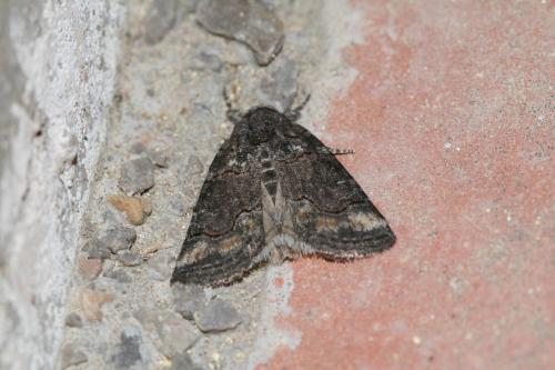 Bryophila sp.