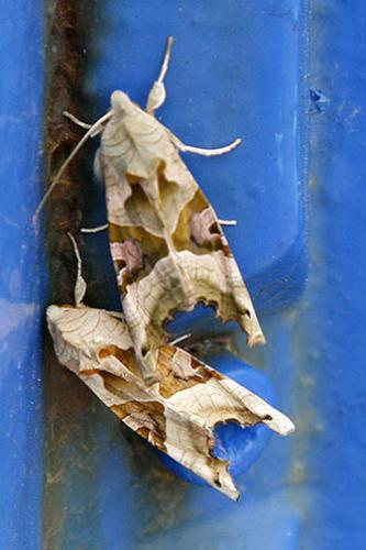 Réf. 24 340 : Phlogophora meticulosa