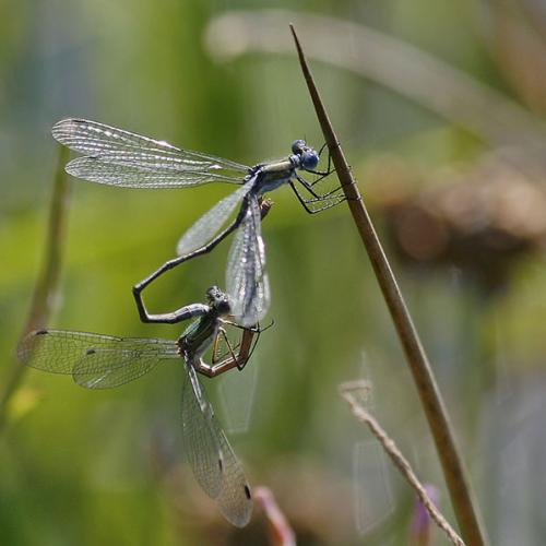 Réf. 24 717 : Lestes sponsa
