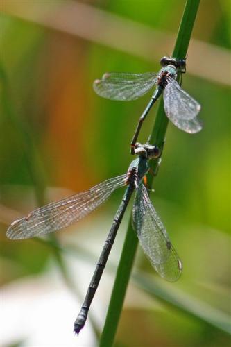 Chalcolestes viridis