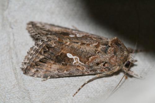 Trichoplusia ni
