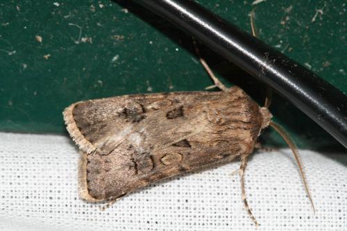 Agrotis bigramma