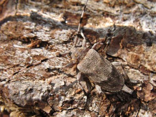 Réf. 24 637 : Acanthocinus aedilis