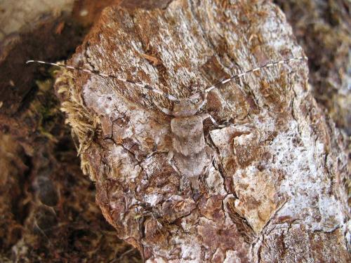 Réf. 24 634 : Acanthocinus aedilis