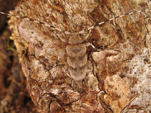 Réf. 24 635 : Acanthocinus aedilis