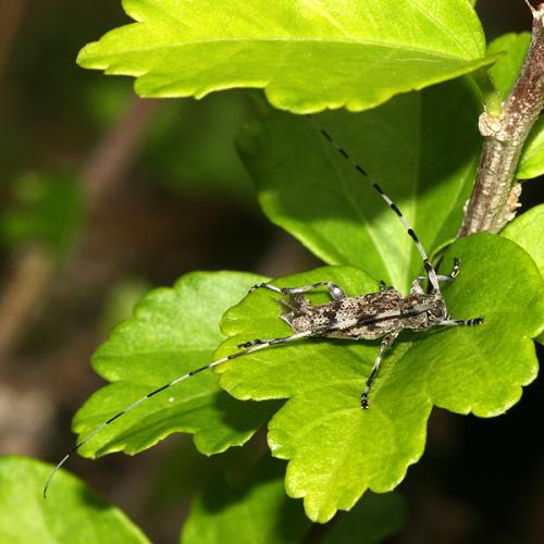 Réf. 24 165 : Acanthocinus griseus
