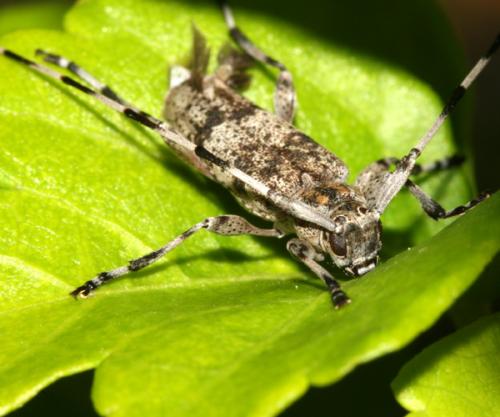 Réf. 24 166 : Acanthocinus griseus